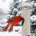 How to Keep Grackles Away From Bird Feeders Without Scaring Songbirds