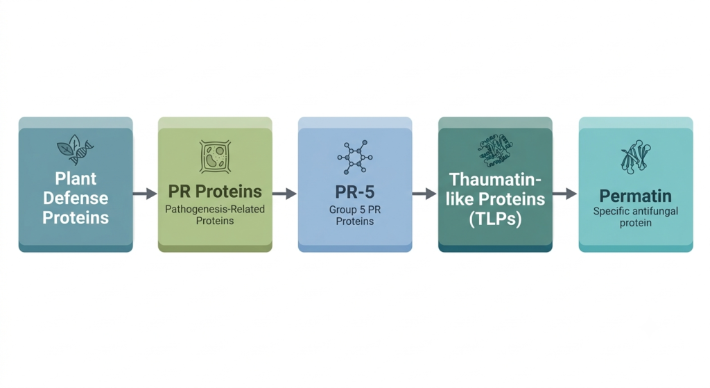 Hierarchy chart showing where permatin fits within PR-5 thaumatin-like proteins